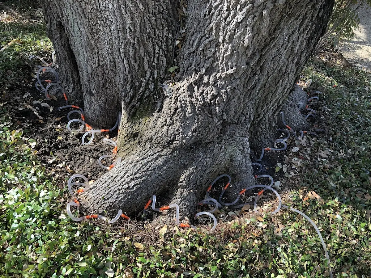 Detailed Tree Cabling and Bracing job site in Clam Lake