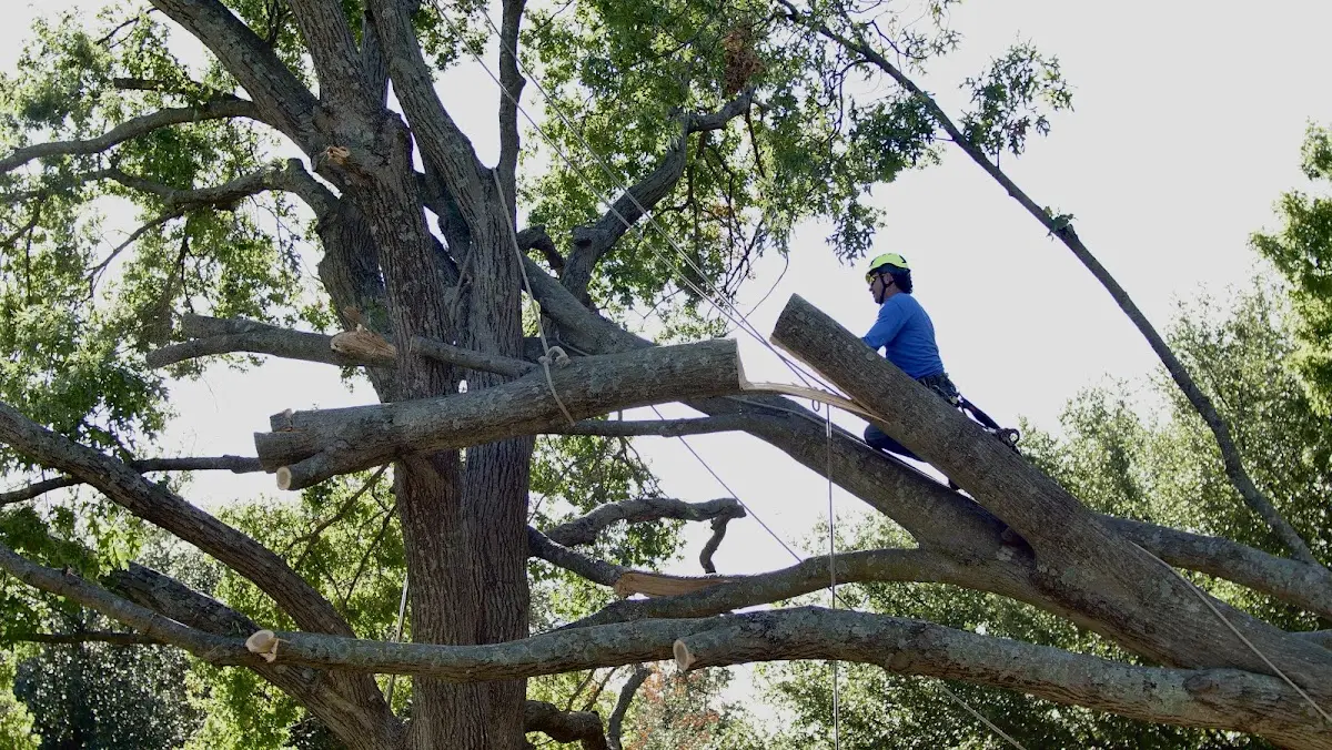 Professional Crown Thinning performed by certified arborists in Clam Lake